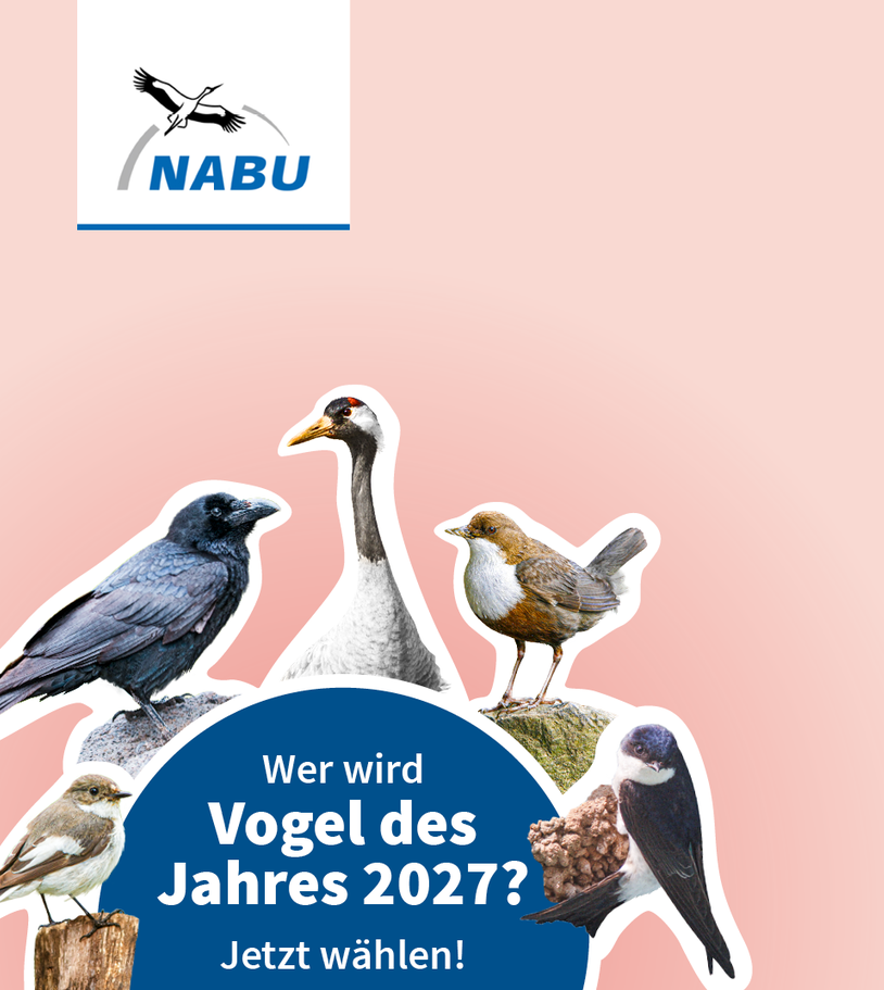 VdJ_wahl_2027 Das Rotkelchen - Vogel des Jahres 2021